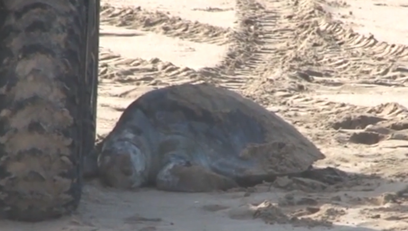 Reporta escuadrón de salvamento tortugas muertas en zonas de playa