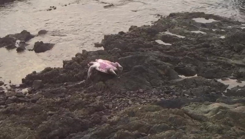 Nuevamente aparecen Tortugas muertas en Mazatlán