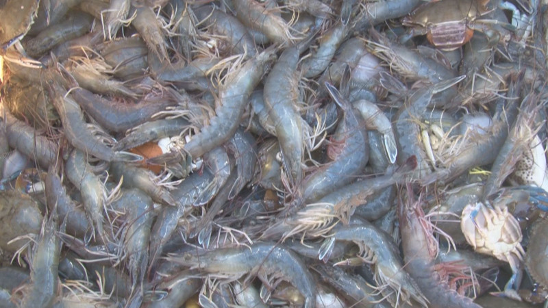 Con producciones desde los 50 hasta los 120 kilogramos, inició la temporada de captura de camarón en Sinaloa
