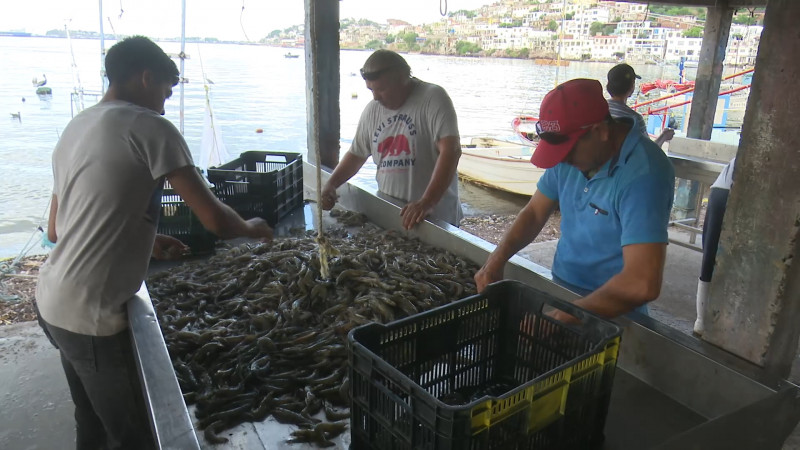 Arranca pesca de Camarón en norte de Sinaloa