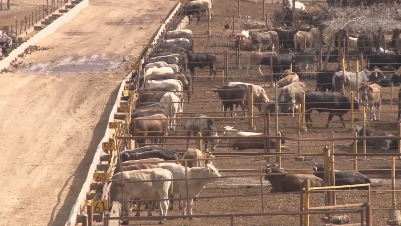 Sinaloa requiere incrementar la reproducción de ganado bovino