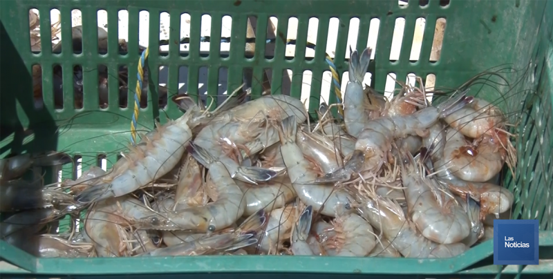 Pescadores han logrado 230 toneladas de camarón