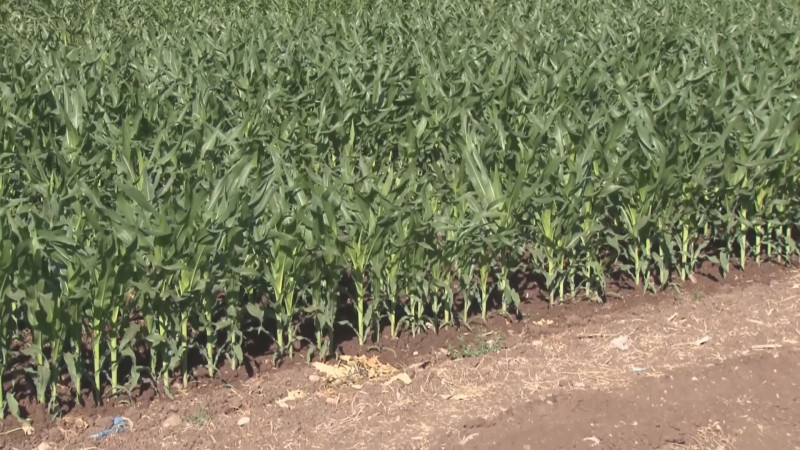Plantean reducción de siembra de maíz blanco en casi 100 mil hectáreas para Otoño-Invierno
