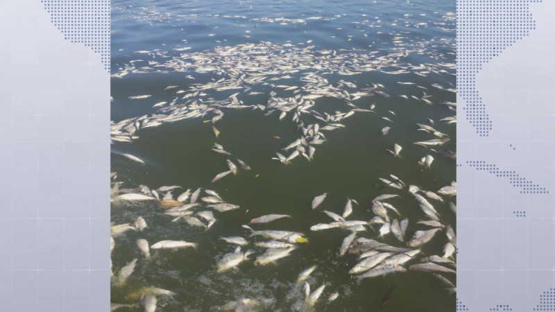 COEPRISS llama a no consumir peces que han aparecido muertos en laguna Las Cabras en Escuinapa