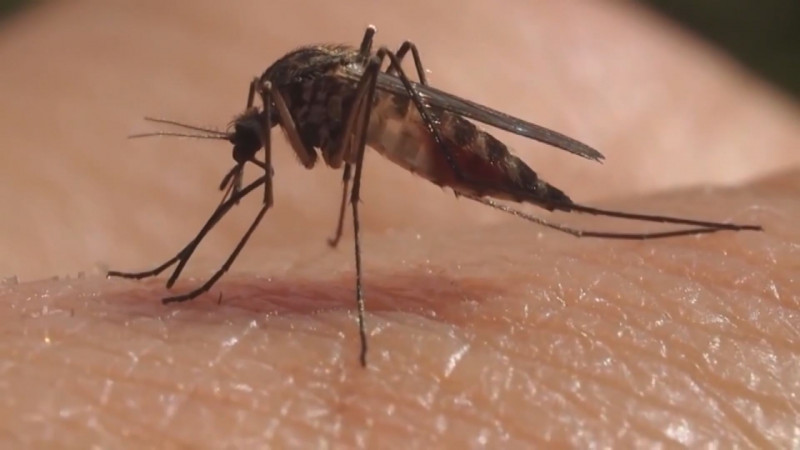 47 casos de dengue confirmados en Sinaloa