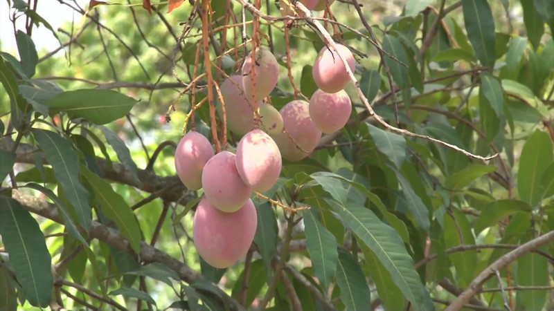 Cerrarán con 'números alegres' el 2019 en exportaciones de mango