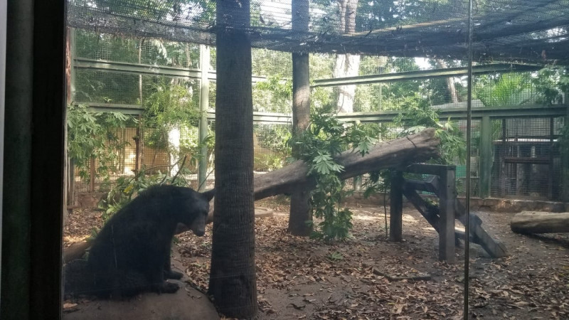 Rescatan a oso negro en peligro de extinción