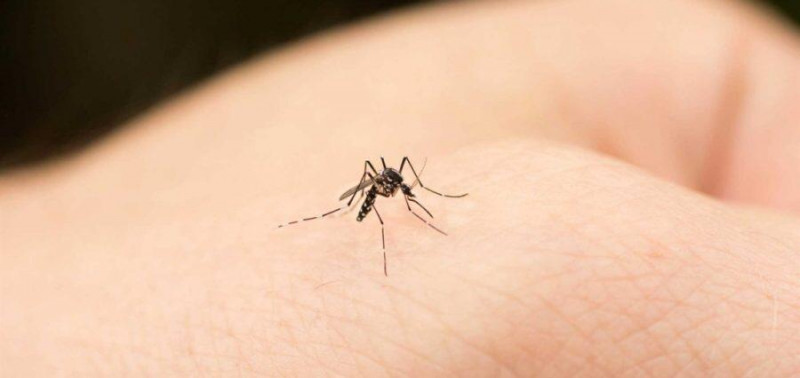 Investigadores de la UAS trabajan en el diagnóstico del virus del dengue de forma más eficaz y oportuna
