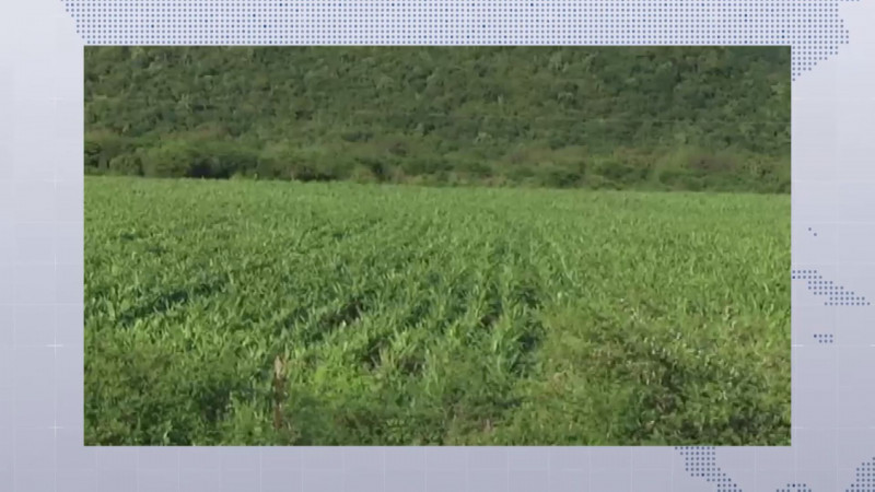 Mas de 14 mil 300 hectáreas de cultivos afectados en la zona de riego por las recientes lluvias