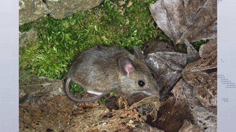 Por las lluvias los cebos envenenados contra la rata de campo quedaron sin efecto