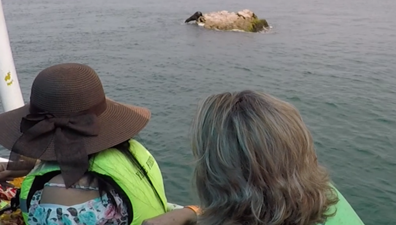 Ausencia de lobos marinos decepcionó a turistas en Catamaranes