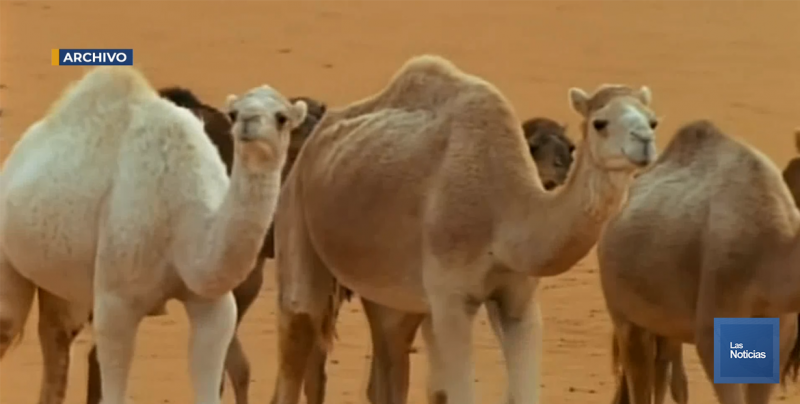 Sacrifican a más de 10.000 camellos en Australia porque beben demasiada agua