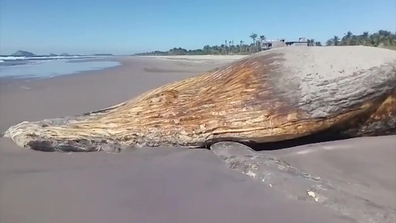 Aparece la segunda ballena muerta en la zona sur | Sinaloa | Noticias | TVP  