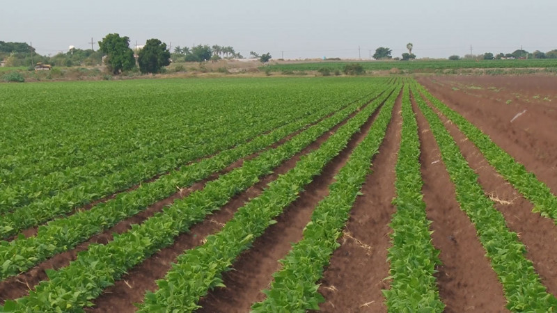 Con bajos rendimientos pero con precios por arriba de 30 mil pesos , inicia la cosecha de frijol en Sinaloa