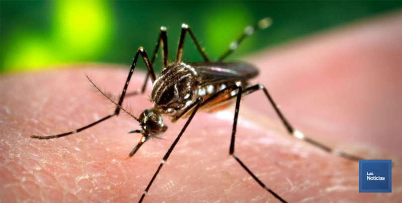 Antonio Alvídrez Labrado, recordó que el virus es trasmitido a través de la picadura del mosco aedes aegypti, también transmisor del dengue y chikungunya