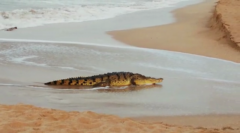 Capturan y liberan a cocodrilo encontrado en la playa