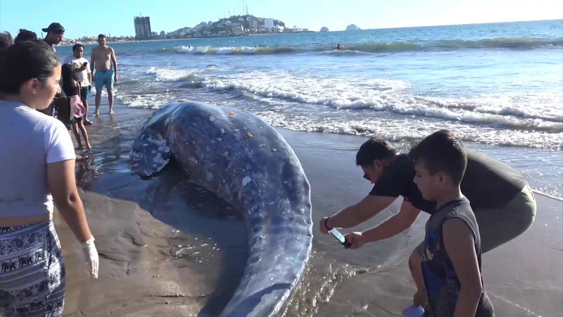 Aparece muerta ballena gris en playas mazatlecas