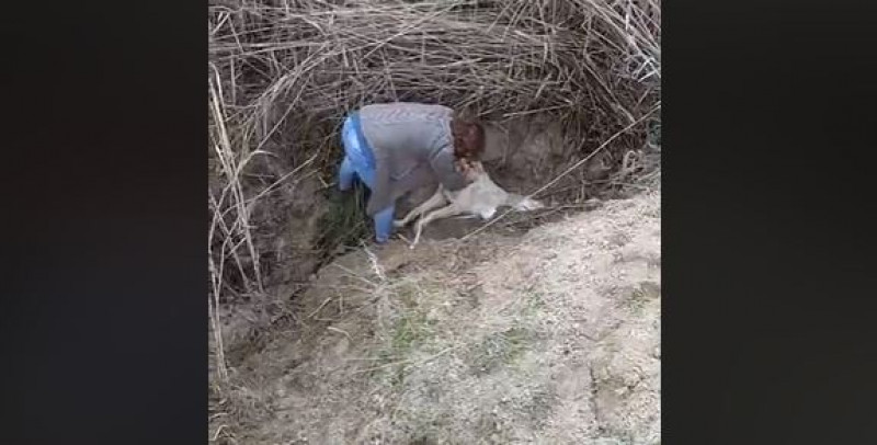#VIDEO Rescatan a perro que fue enterrado vivo, mira su reacción.