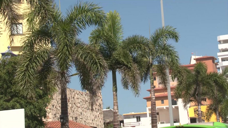 Realizan inventario de palmeras previo a obras en Zona Dorada