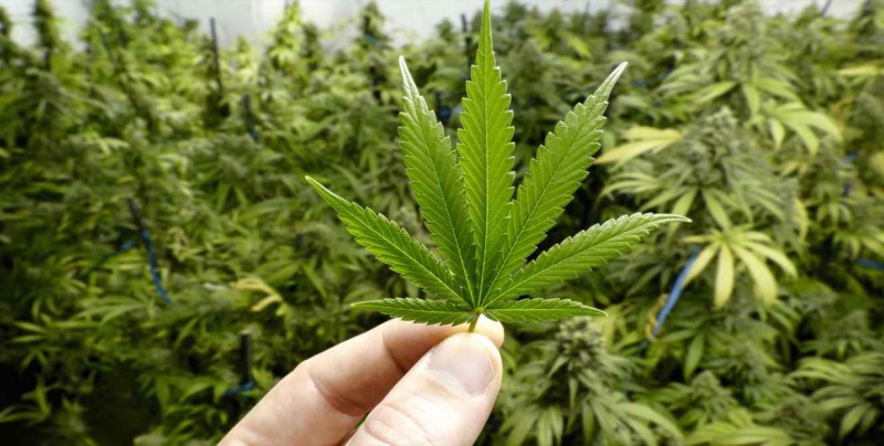 Se incrementará el riesgo de consumo ante legalización de marihuana