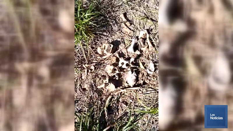 Encuentran restos óseos Madres Buscadoras de Sonora