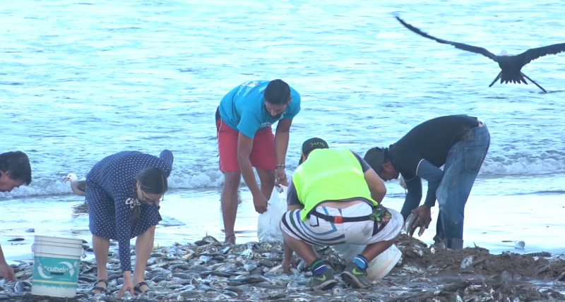 Pescadores regalan toneladas de pescado a los mazatlecos