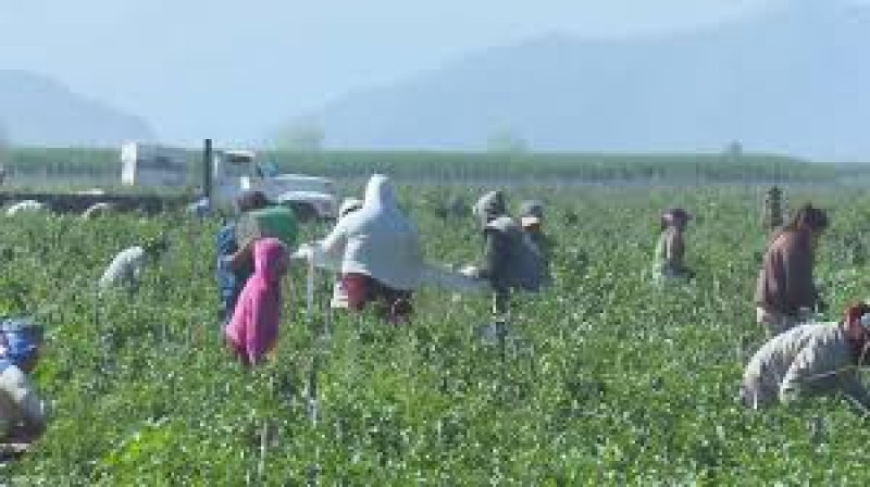 Sinaloa, ejemplo nacional en acciones para atender a la niñez en campos agrícolas
