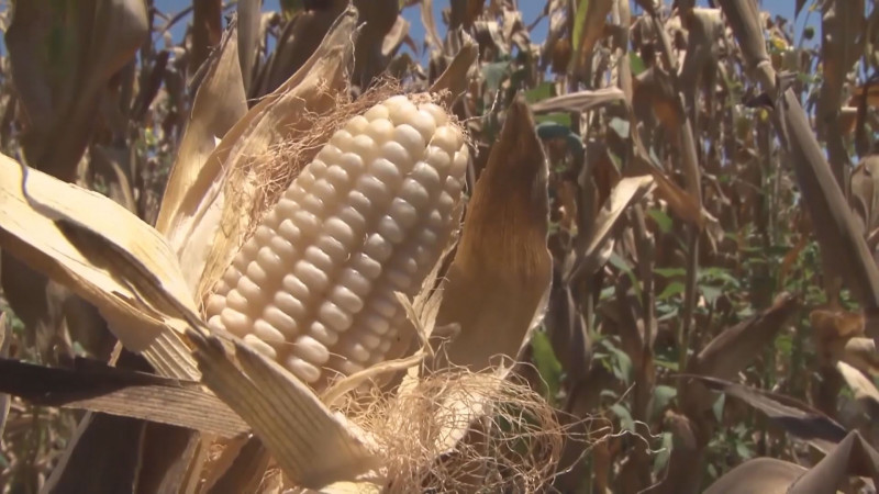 Exhortan a productores de maíz a iniciar contrataciones en bodegas
