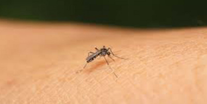 La población debe identificar los síntomas del dengue