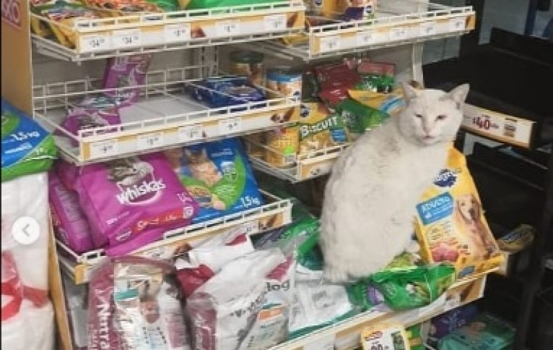 Video: gato sin cola indica cual comida quiere que le compren en el Oxxo
