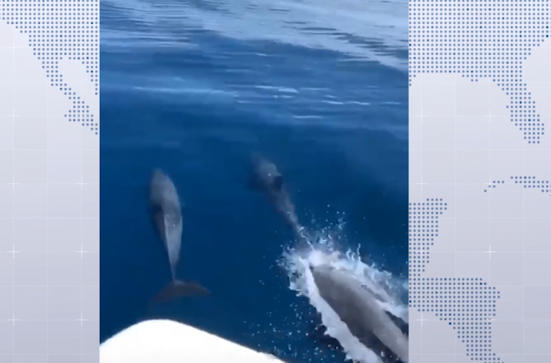 Avistamiento de delfines sorprende en Mazatlán