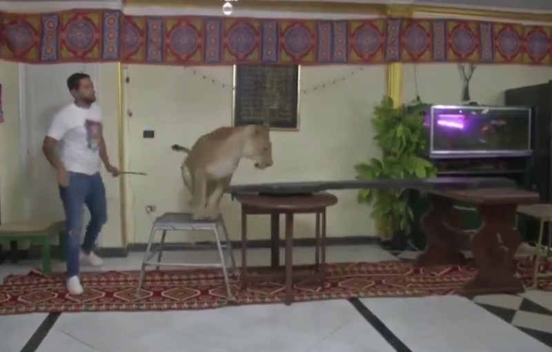Domadores de leones de Egipto dan espectáculo en línea desde la sala de su casa