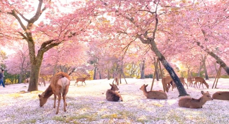 Video: Ciervos descansan tranquilos en bosque de cerezos por la falta de turistas