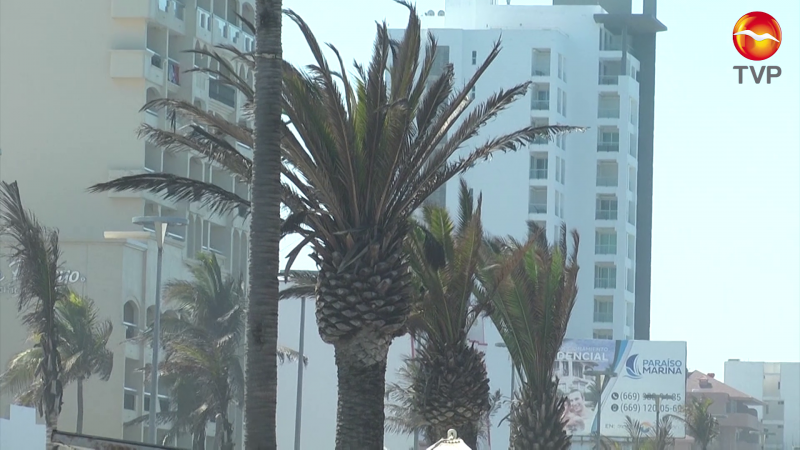 Retiran nuevamente palmeras del Malecón