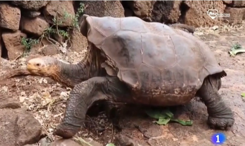 Jubilan a Diego a sus 100 años, la tortuga que salvó a su especie de la extinción