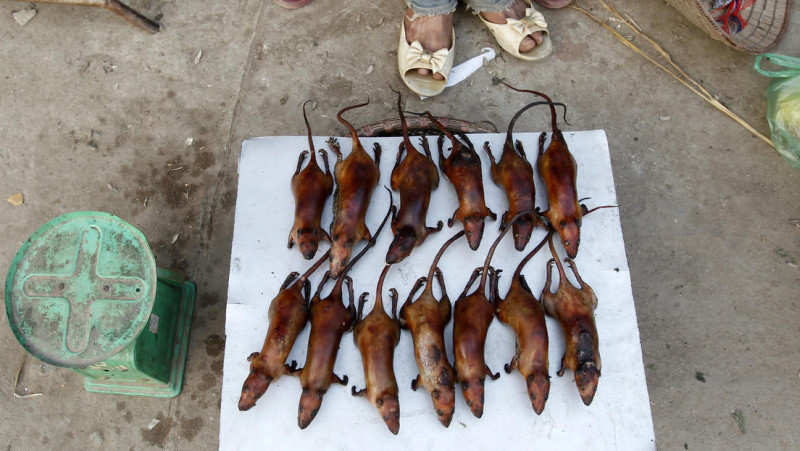 El 56% de las ratas que se comen en restaurantes de Vietnam tienen coronavirus