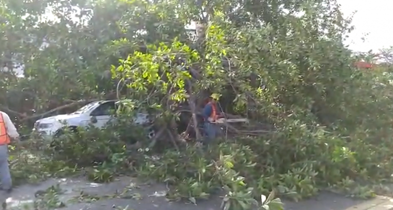 Cae gran árbol y daña 4 vehículos