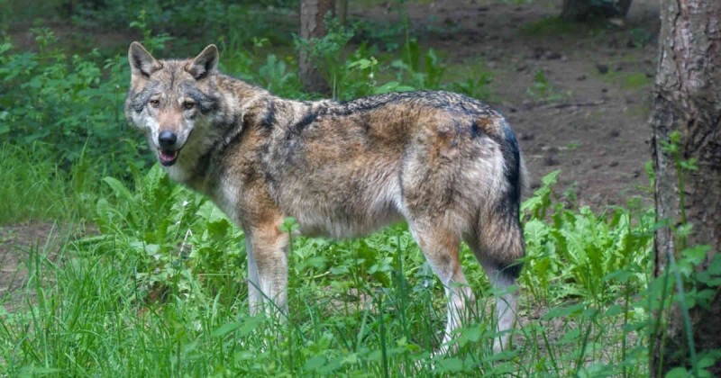 Nacen 8 lobos grises, especie en peligro de extinción, en Coahuila