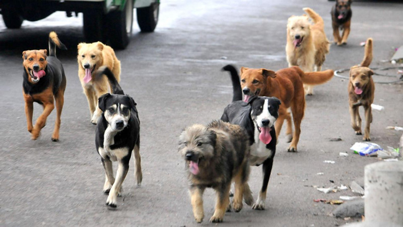 A reportar perros bravos al Antirrábico: Dir. de Salud