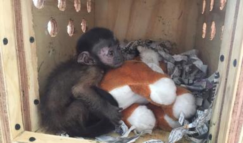 Rescata Guardia Nacional a mono capuchino