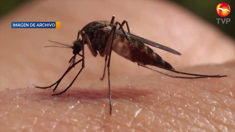 Confirmados 27 casos de dengue en la región: Sidharta