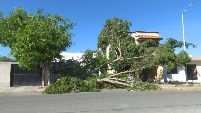 Al menos 10 árboles derribados por los vientos