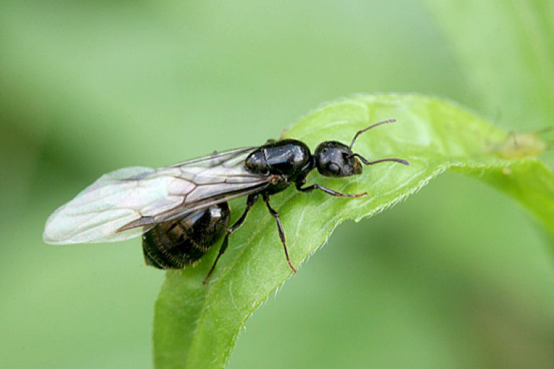 Radares de Reino Unido detectan varios grupos de hormigas voladoras