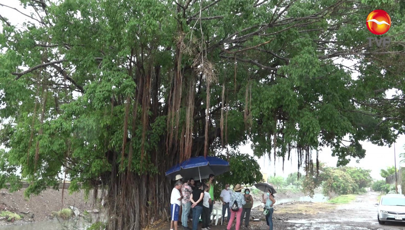 No será talado el árbol ubicado a un costado del Arroyo Jabalines: SEDESU