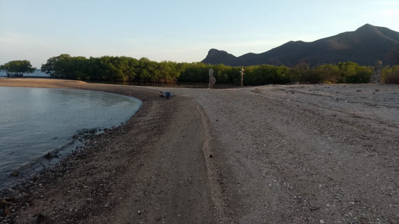 Encuentran dos toninas muertas en Navachiste y El Aparecido