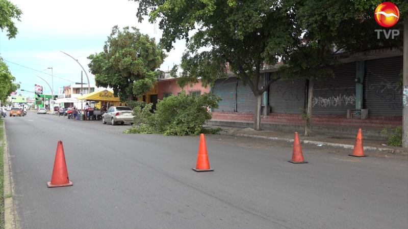 Se cae árbol en la Av. Juan Carrasco