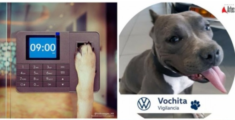 "Vochita", la perrita con discapacidad motriz que fue adoptada por una agencia de autos