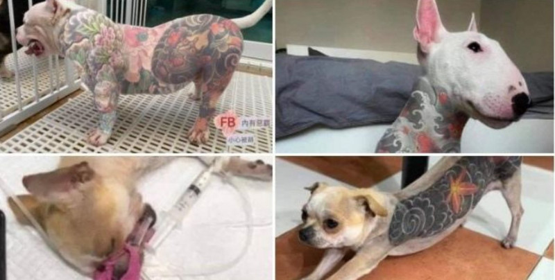 Tatuar perros, otra forma de crueldad animal