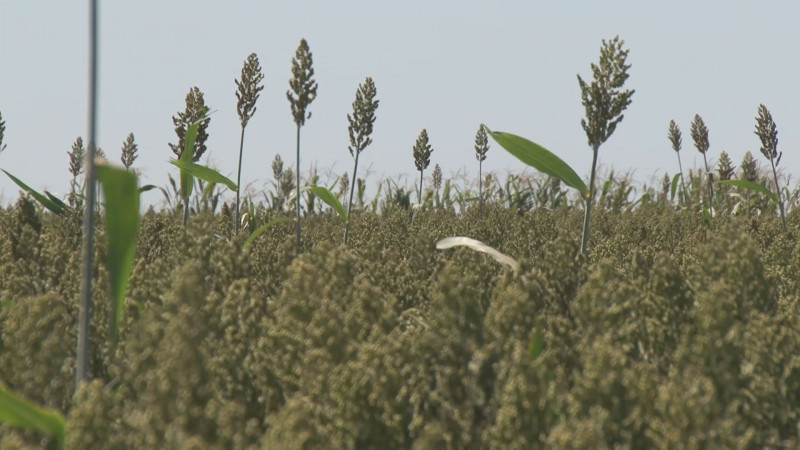Luchará Sinaloa para que se apoye a productores de sorgo