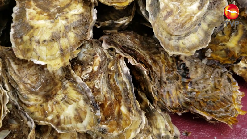 Arranca la zafra del ostión de piedra en el Pacífico